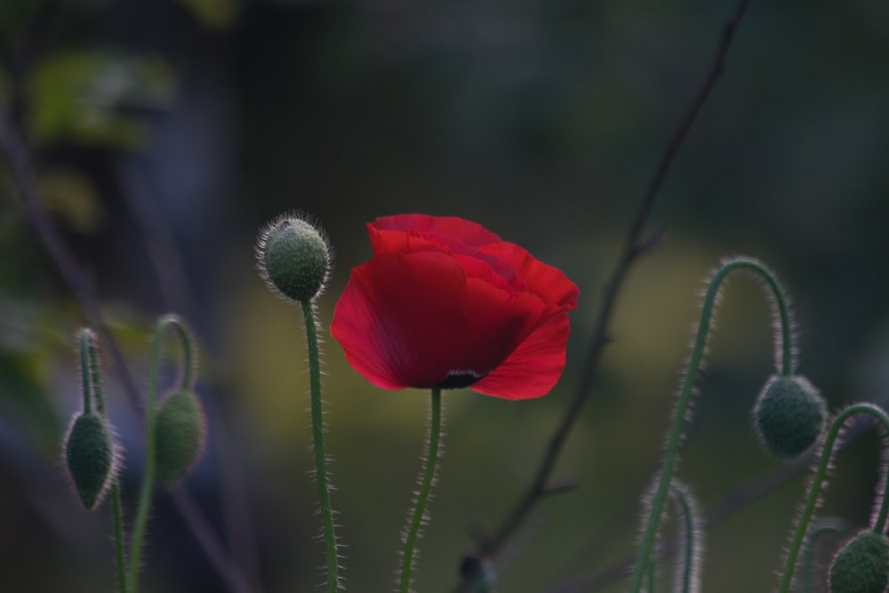 빨간 꽃잎 꽃 근접 촬영