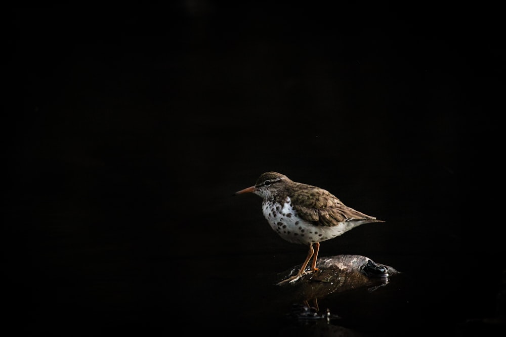 white and brown bird