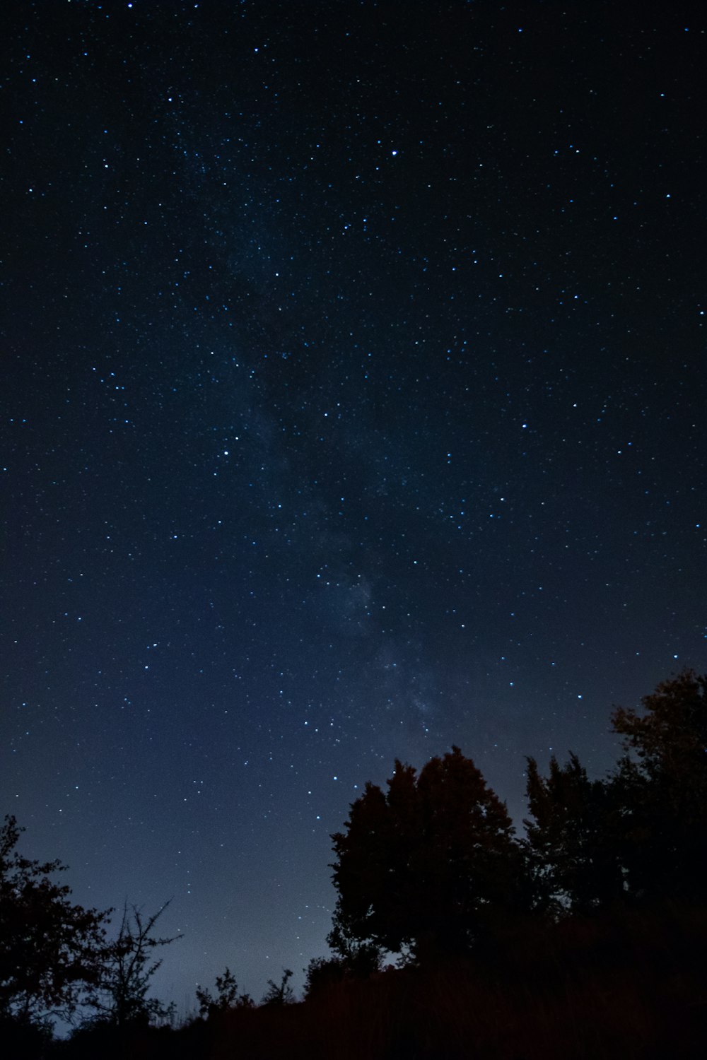 silhouette of trees under starry sky during night