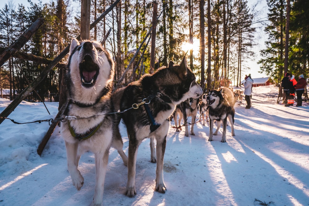 adult Siberian Husky dogs