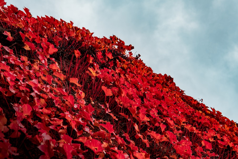 field of red-petaled flowers