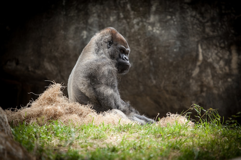 black gorilla sitting on grass field