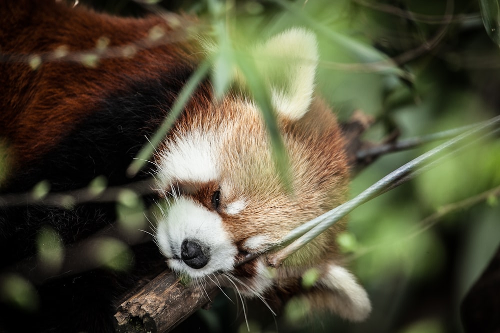 Photographie sélective de panda roux