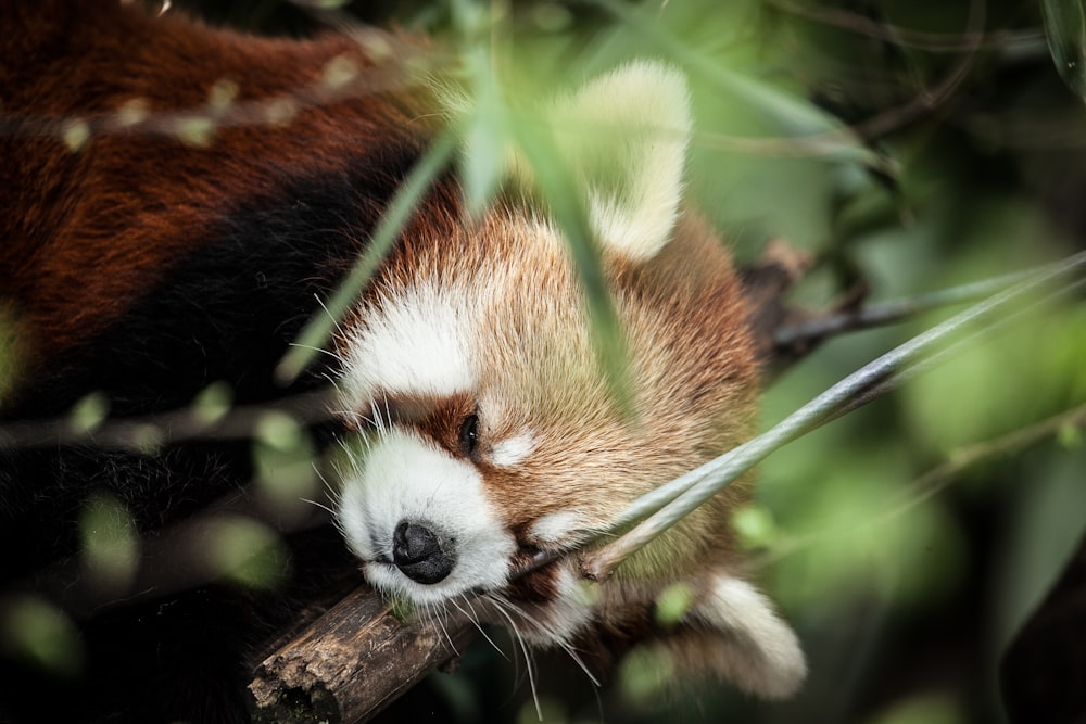 selective focus photography of red panda