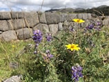 A close-up of vibrant wildflowers against a backdrop of mountains.