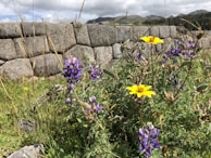 Close-up of colorful wildflowers blooming along the Inca Trail, with misty peaks in the background.