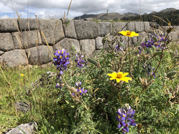 Close-up of wildflowers blooming along a rugged mountain trail under a clear blue sky