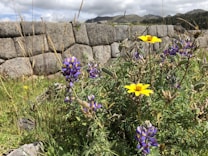 A close-up view of vibrant wildflowers, including purple and yellow blooms, surrounded by green foliage. In the background, a rustic stone wall is visible, set against a mountainous landscape under a partly cloudy sky.