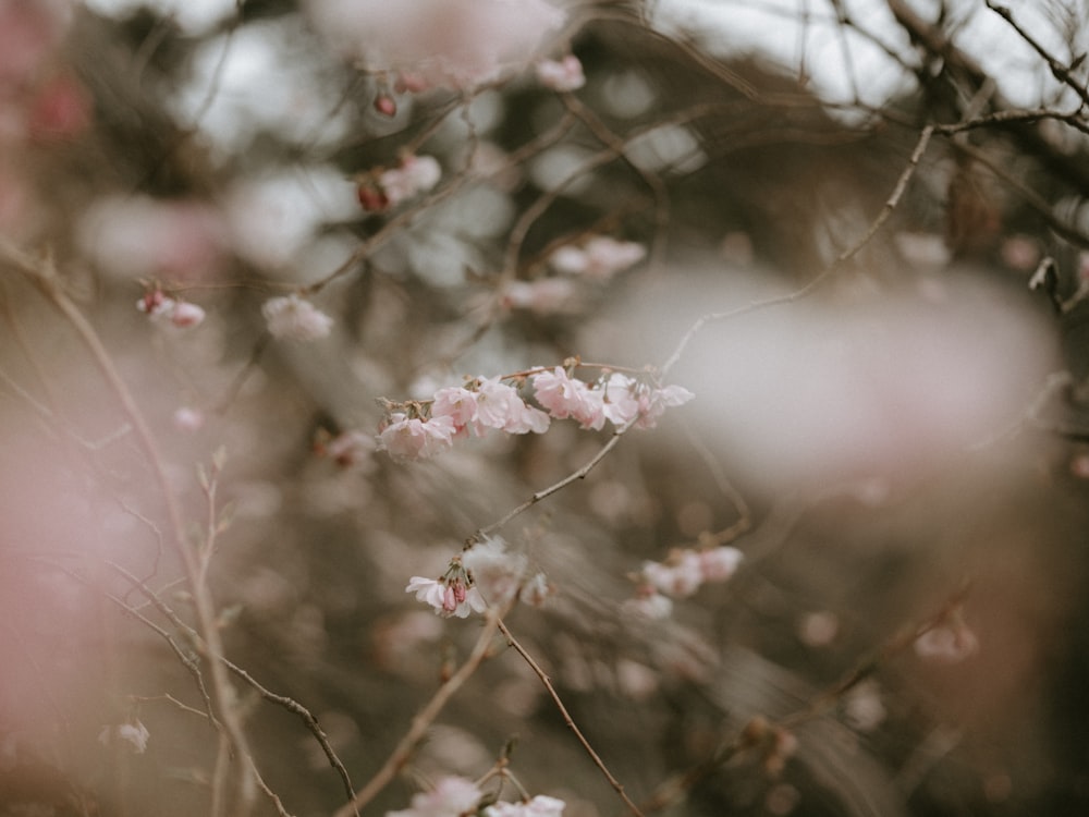 white flowering tree