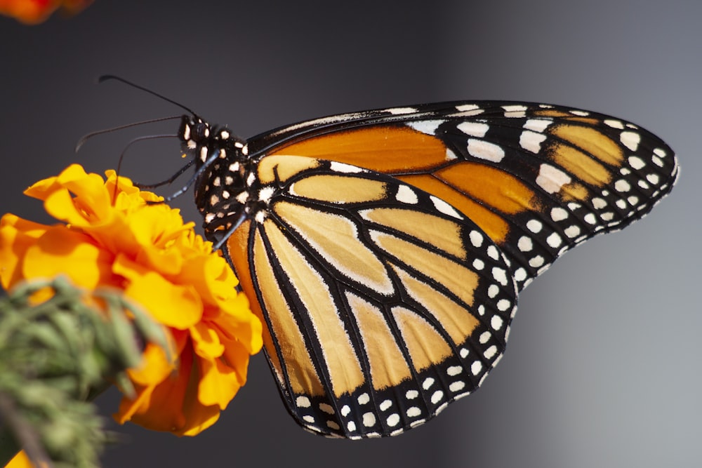 Fotografía de enfoque selectivo de mariposa en flor