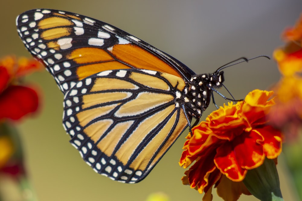 fotografia de foco seletivo de borboleta na flor