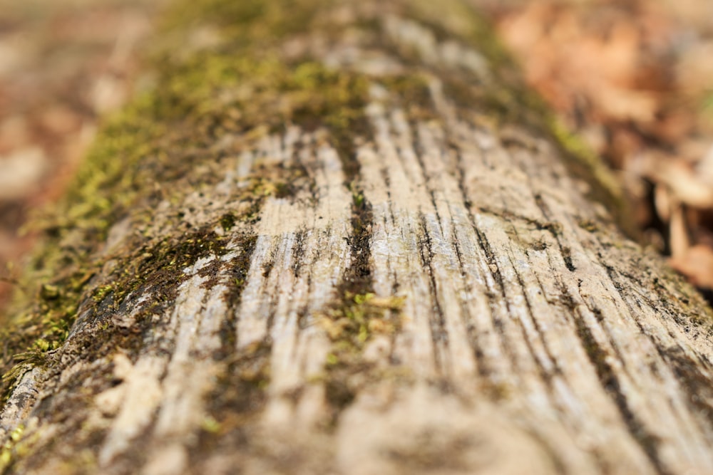 selective focus photography of tree bark