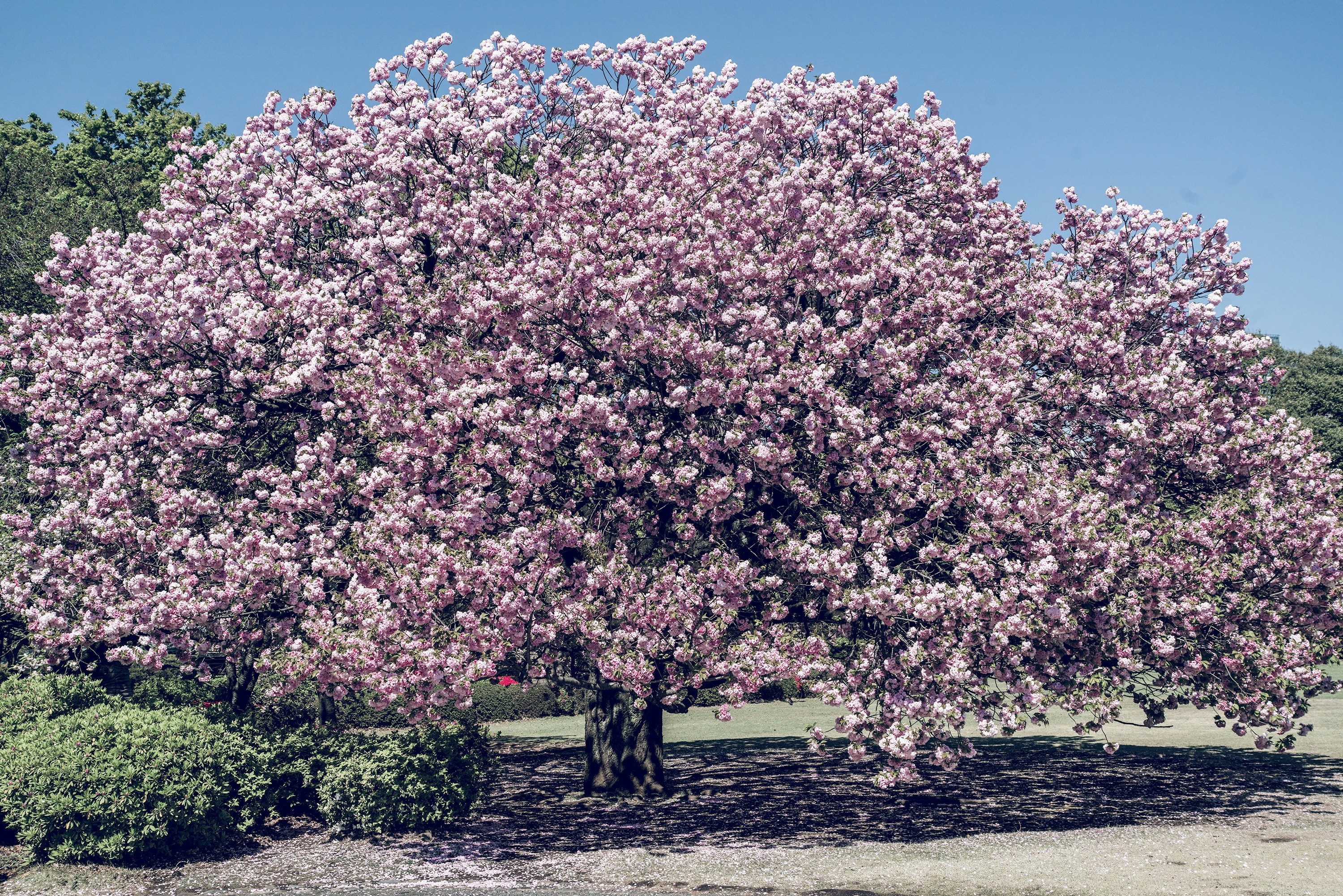 Cherry Blossom Rocksta