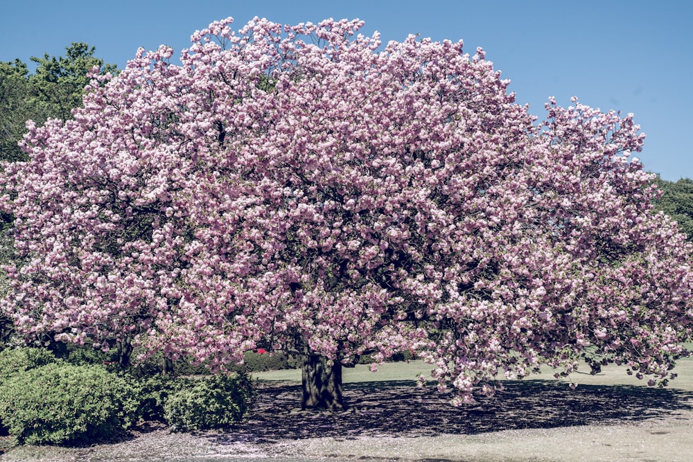 pink flowering tree