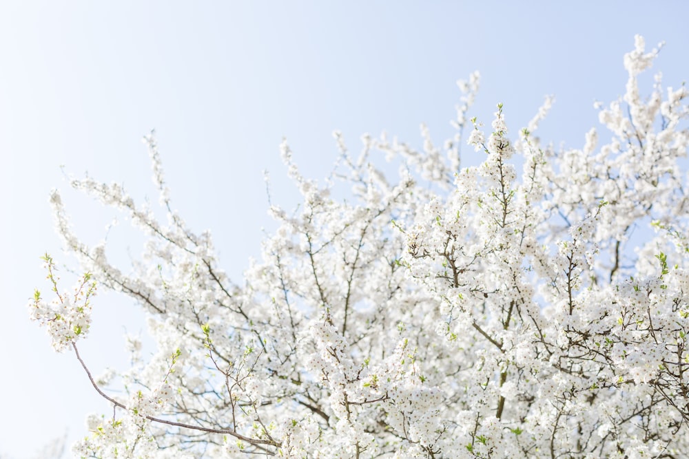 albero bianco e marrone sotto il cielo blu chiaro