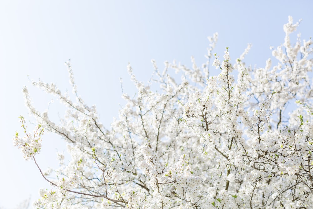 white and brown tree under clear blue sky