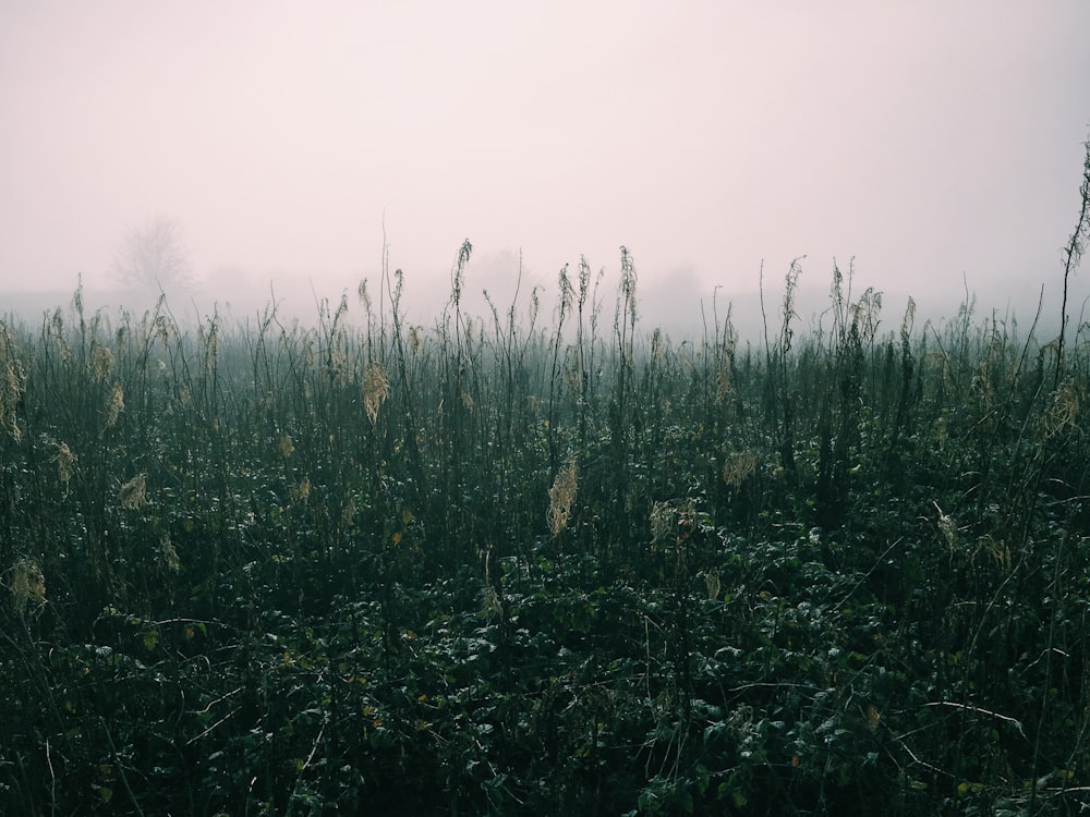 green grass field