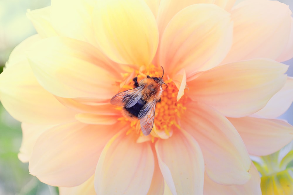abeille en fleur