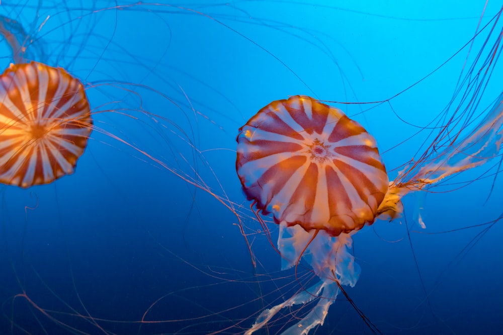 two brown and white jellyfishes