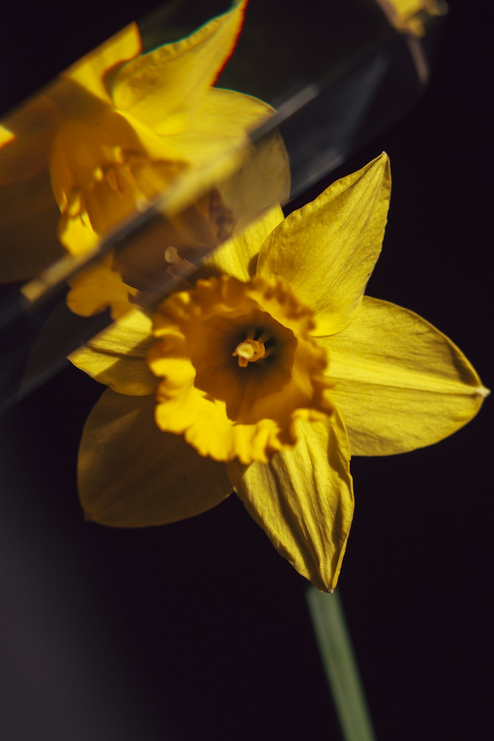 yellow flower in black background