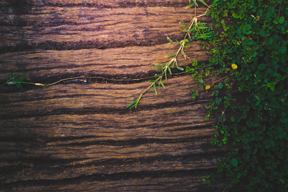 plantas de hoja verde sobre superficie de madera marrón