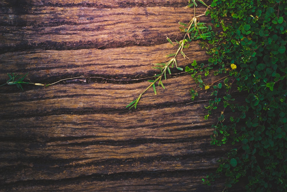 green-leaf plants on brown wooden surface