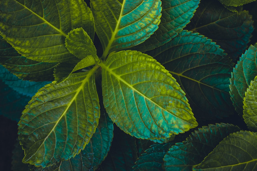 green-leafed plant