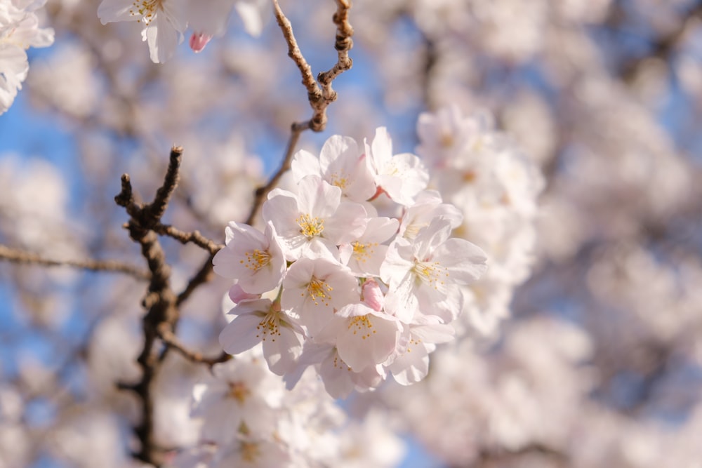 shallow focus photo of white cherry blossoms