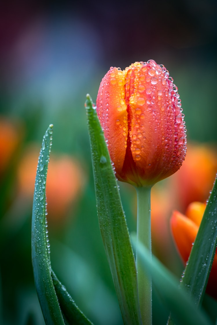 A tulip covered in water droplets 