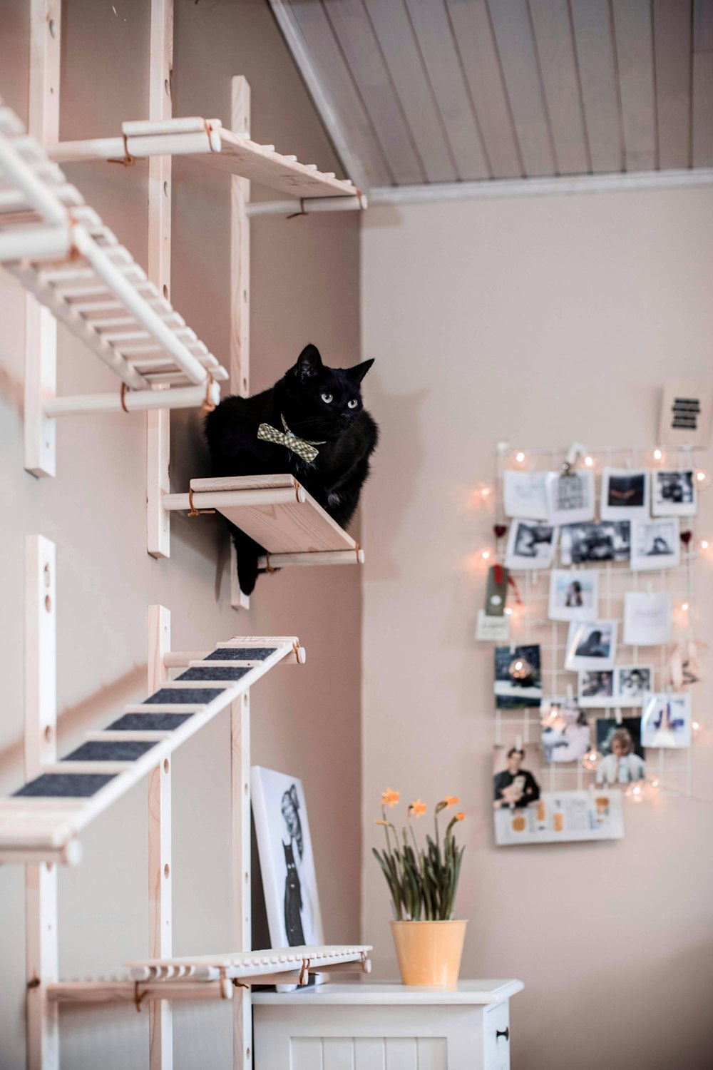 a black cat sitting on top of a shelf