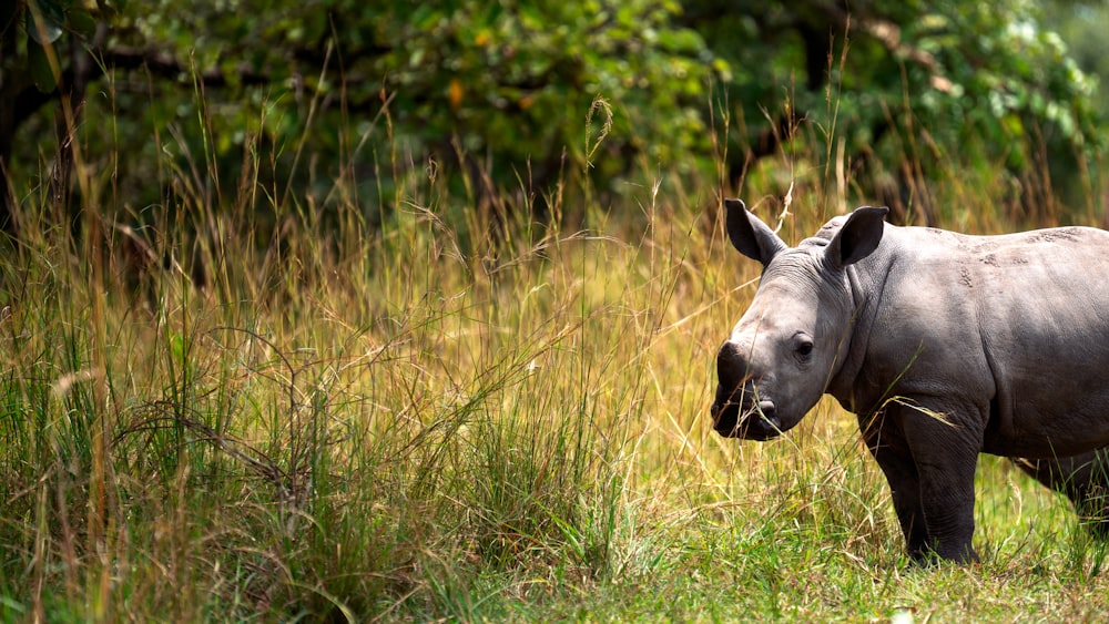 black animal near grass