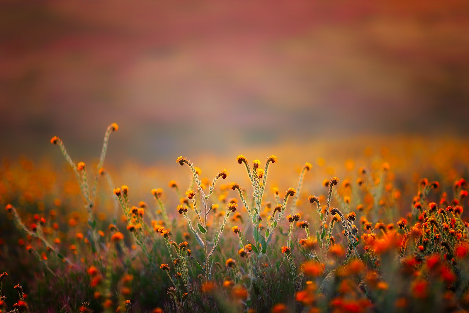 Canon EOS 5D Mark IV + Canon EF 85mm F1.2L II USM sample photo. Orange flower during daytime photography