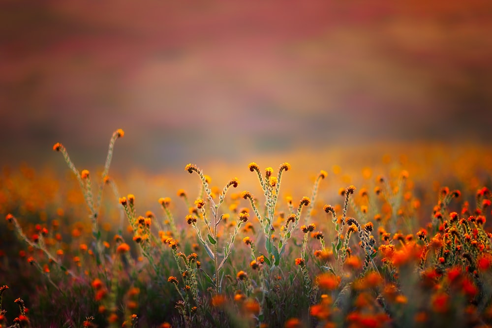 orange flower during daytime