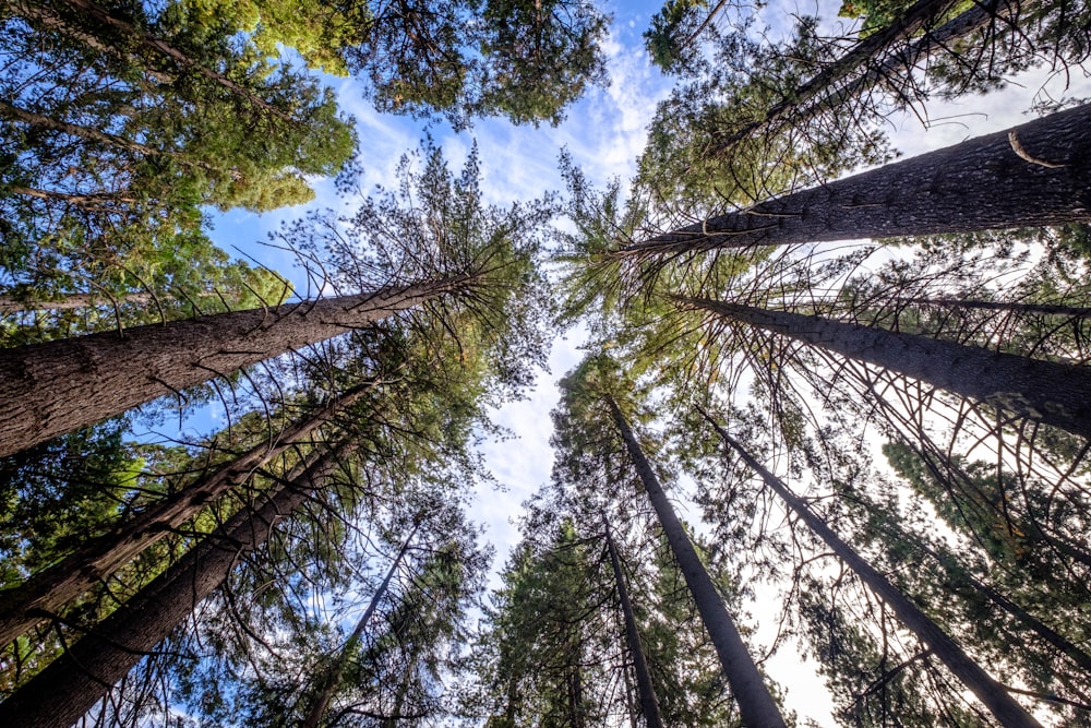 low angle photography of trees