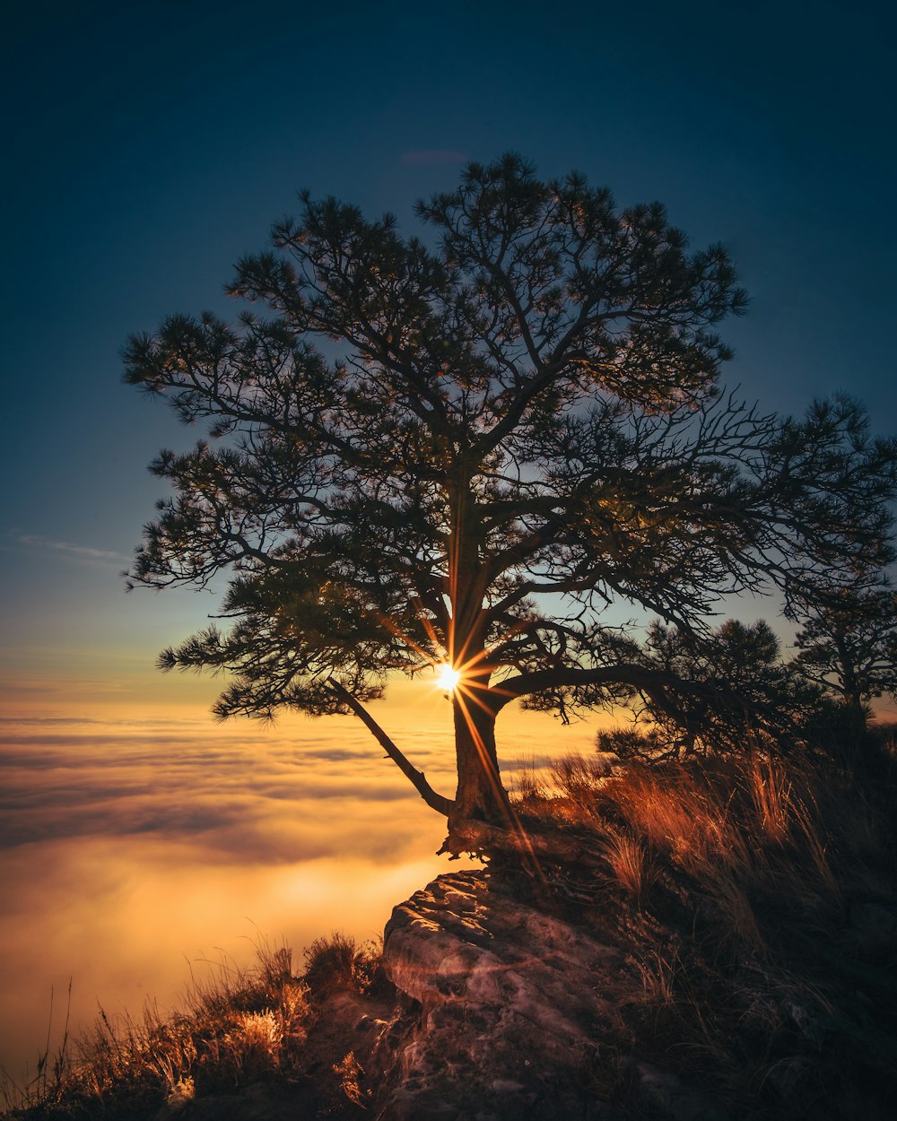 Arbre vert avec mer de nuages et rayon de soleil