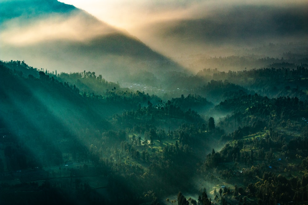 mountain covered by trees