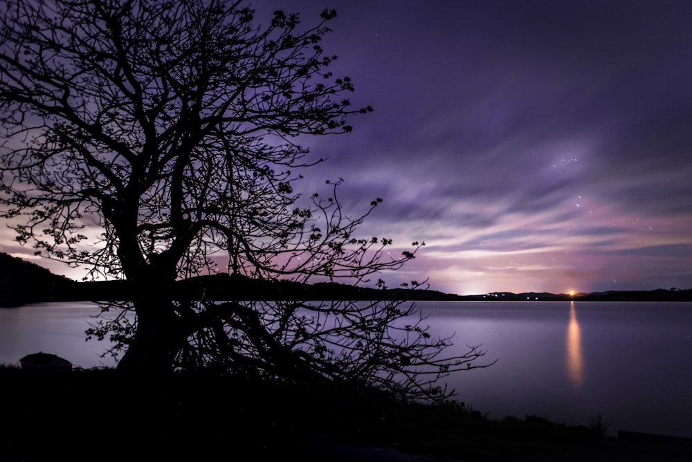silhouette of bare tree near body of water