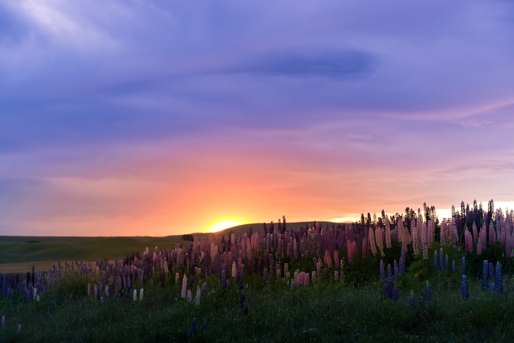 the sun is setting over a field of wildflowers