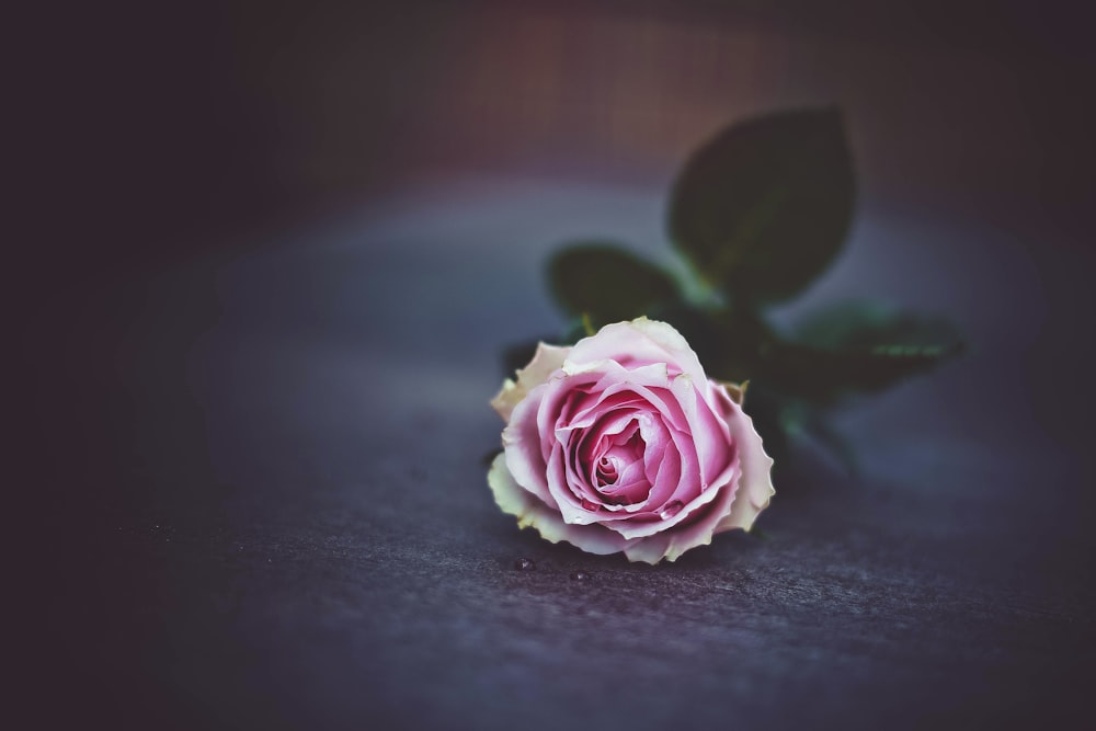 pink rose on table