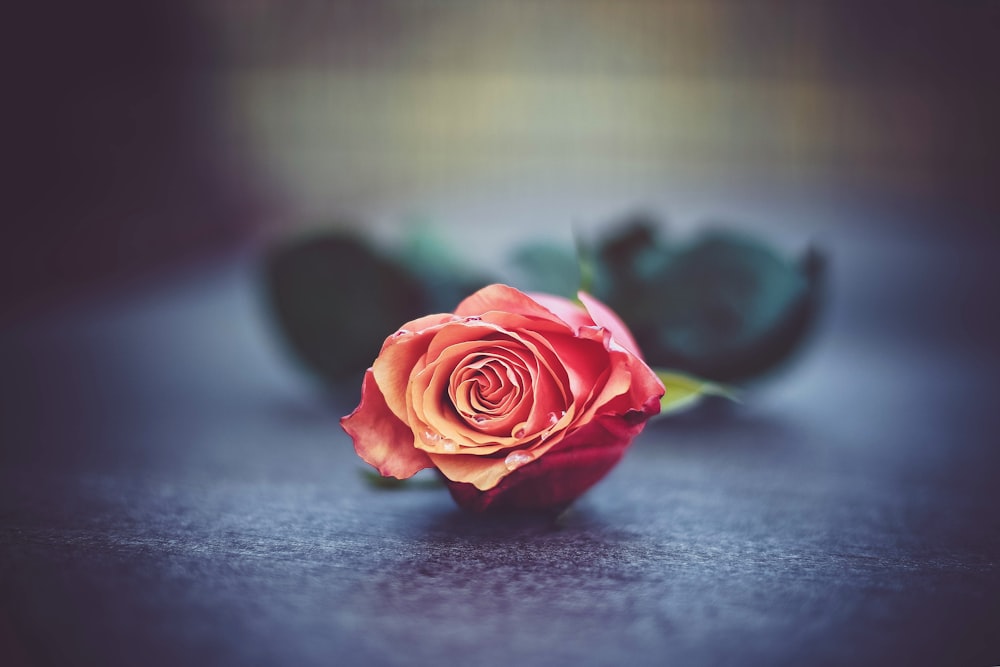 red rose flower on floor