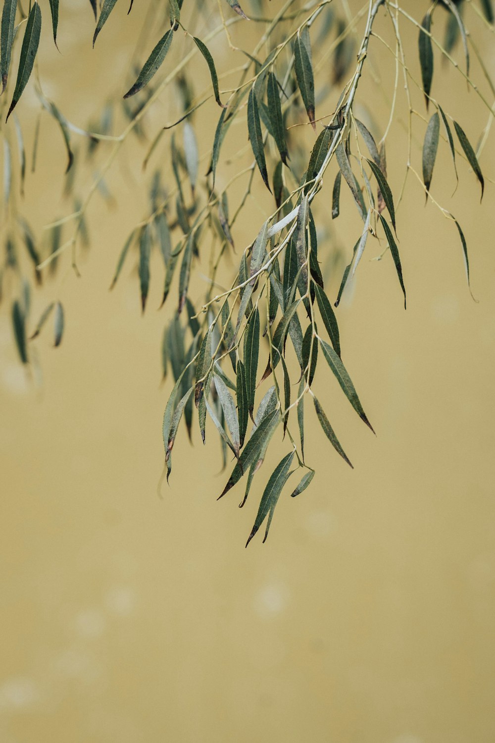 selective focus photography of leaf