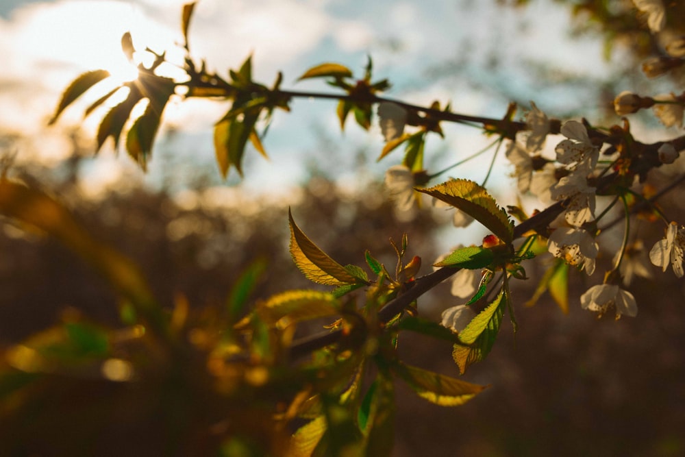 green tree