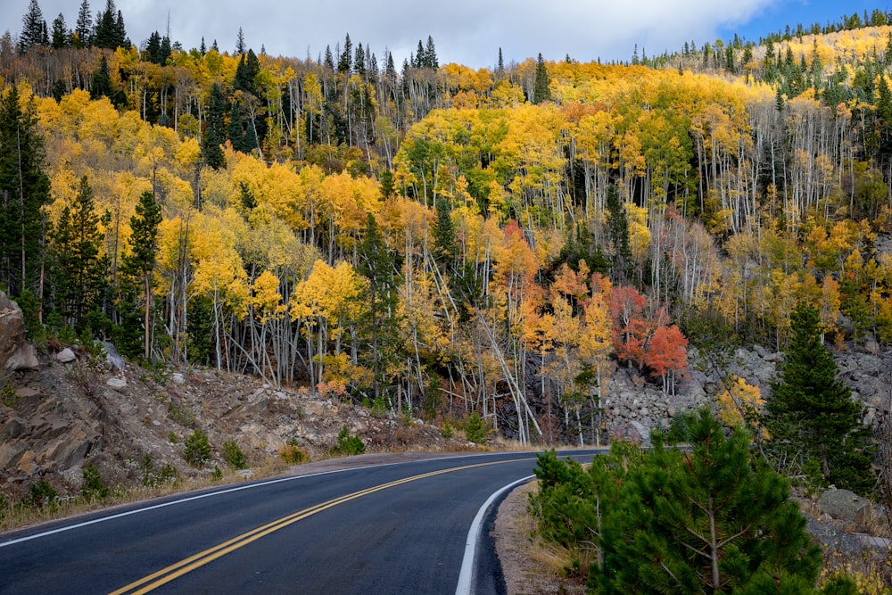 road and trees during day