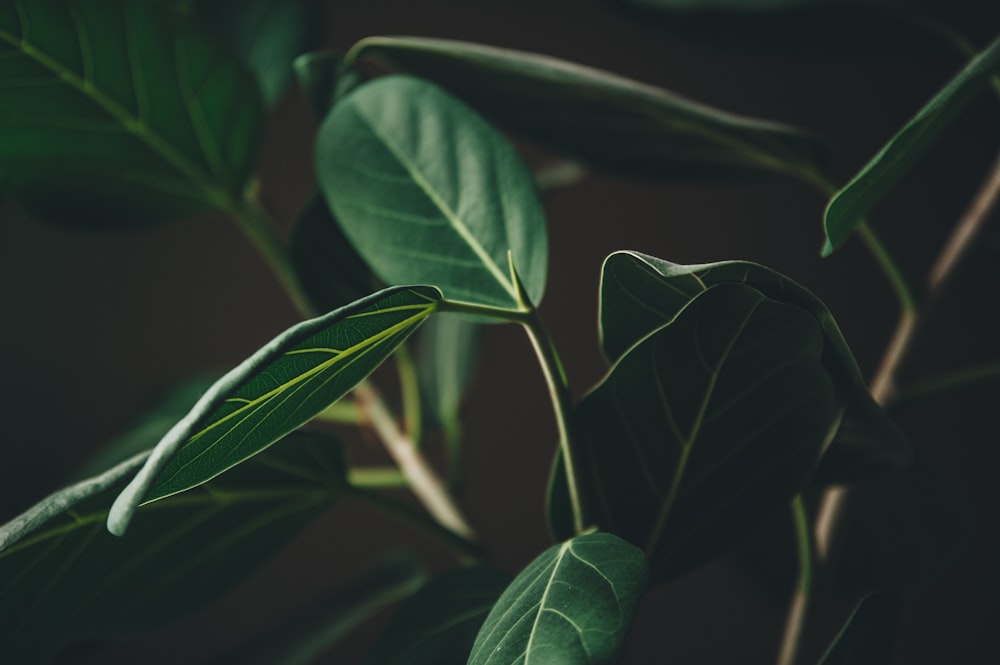 green-leafed plant