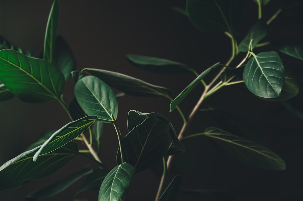 green leaves close-up photo