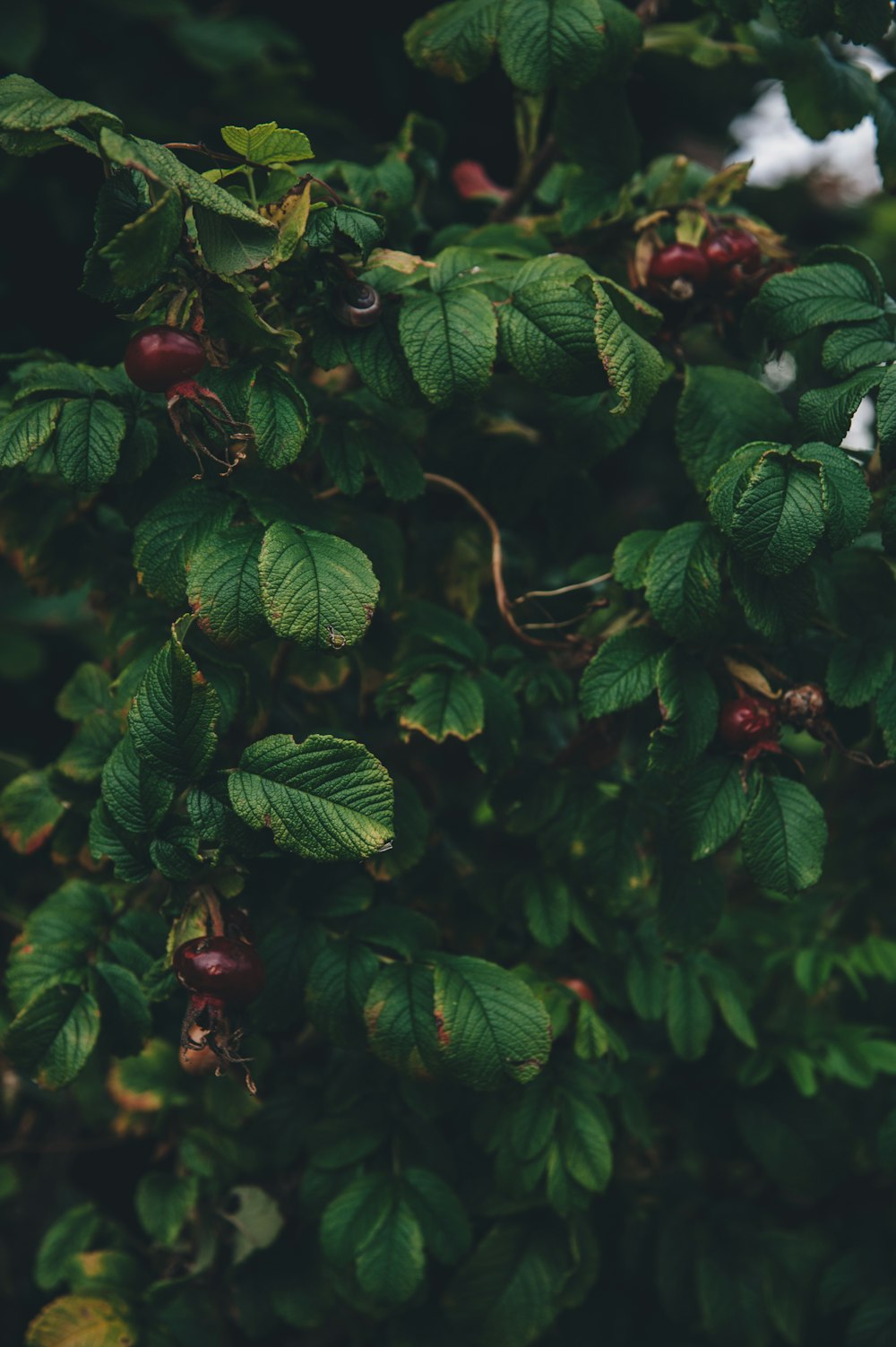 round red fruits with green leaves