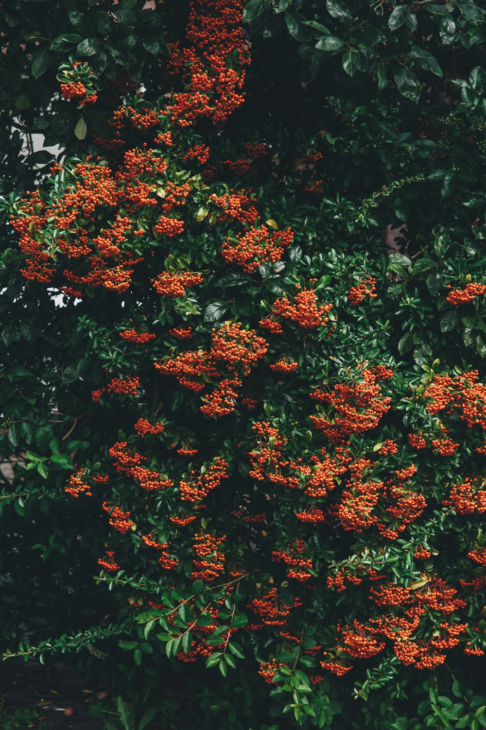 red flowers