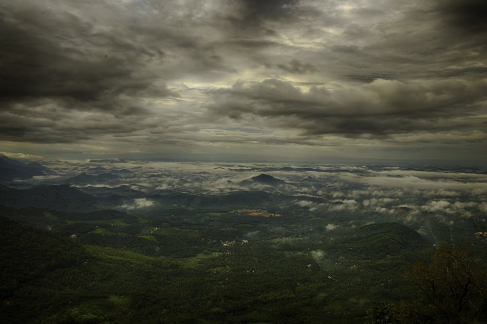 bird's eye view of forest