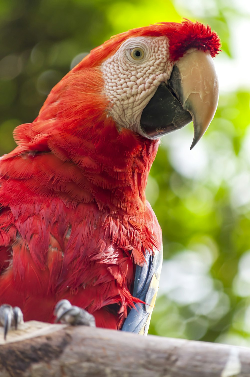 red and blue parrot on wooden surface