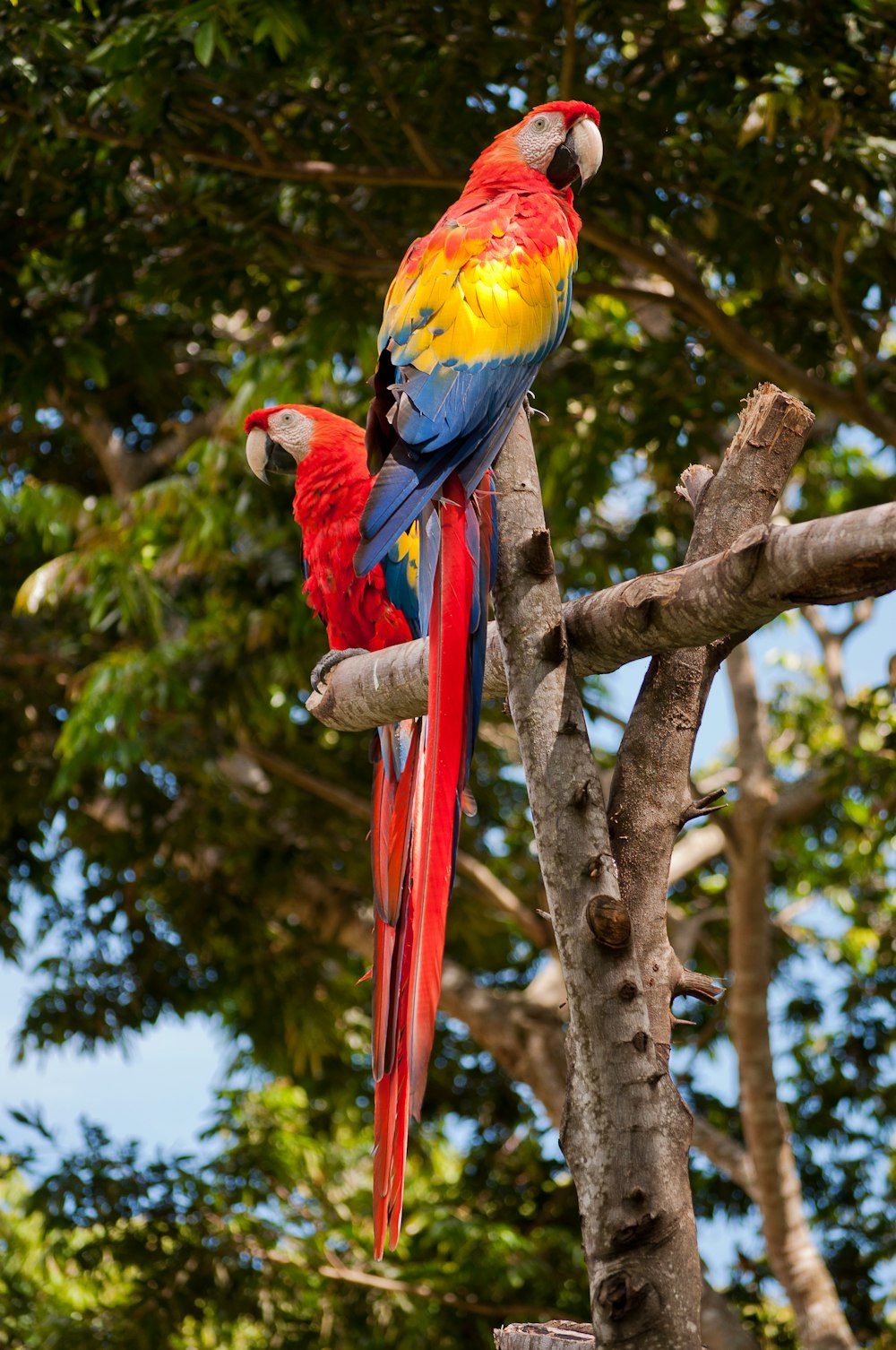 two red macaws perching on wood